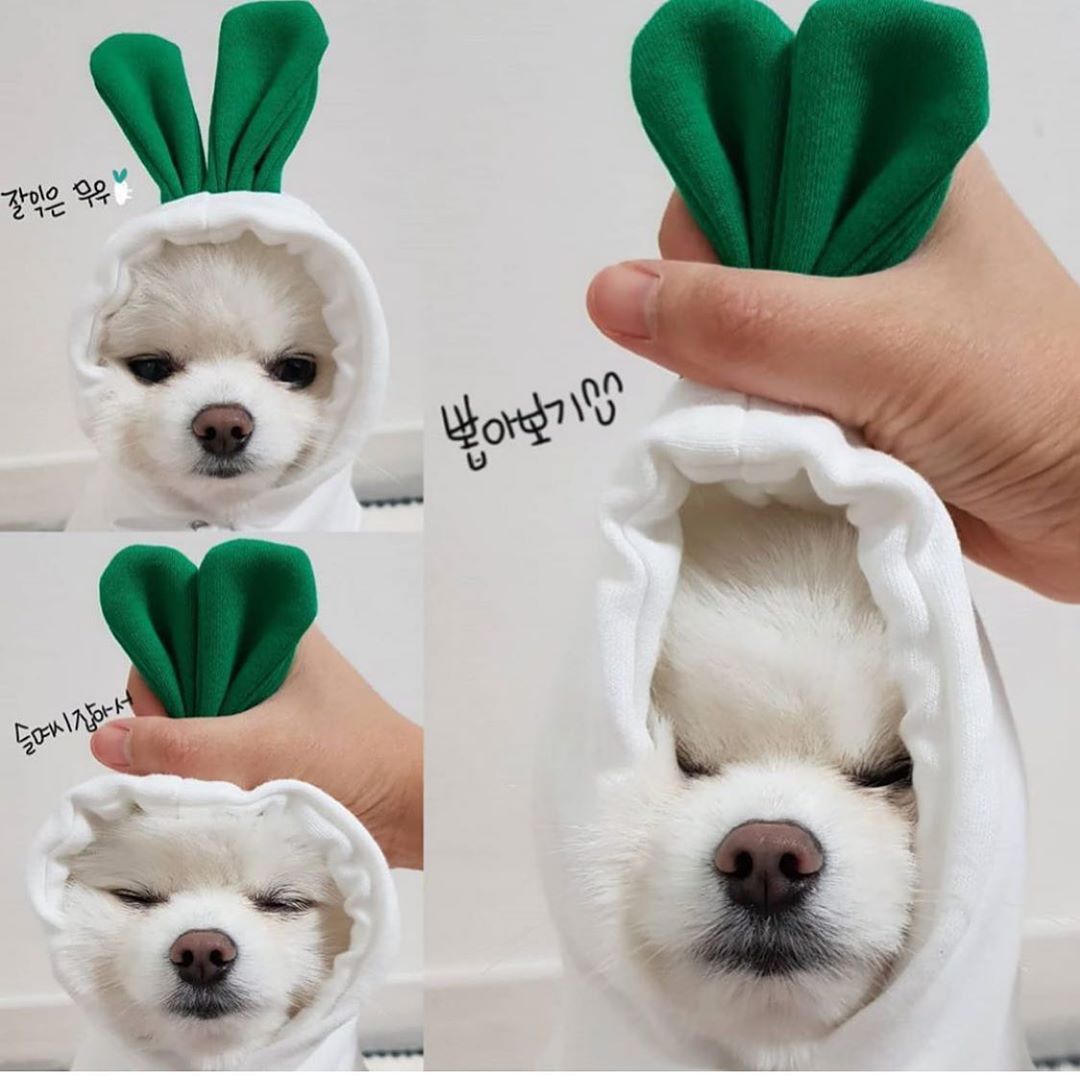 Cute Dog Clothes