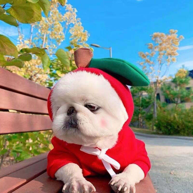 Cute Dog Clothes