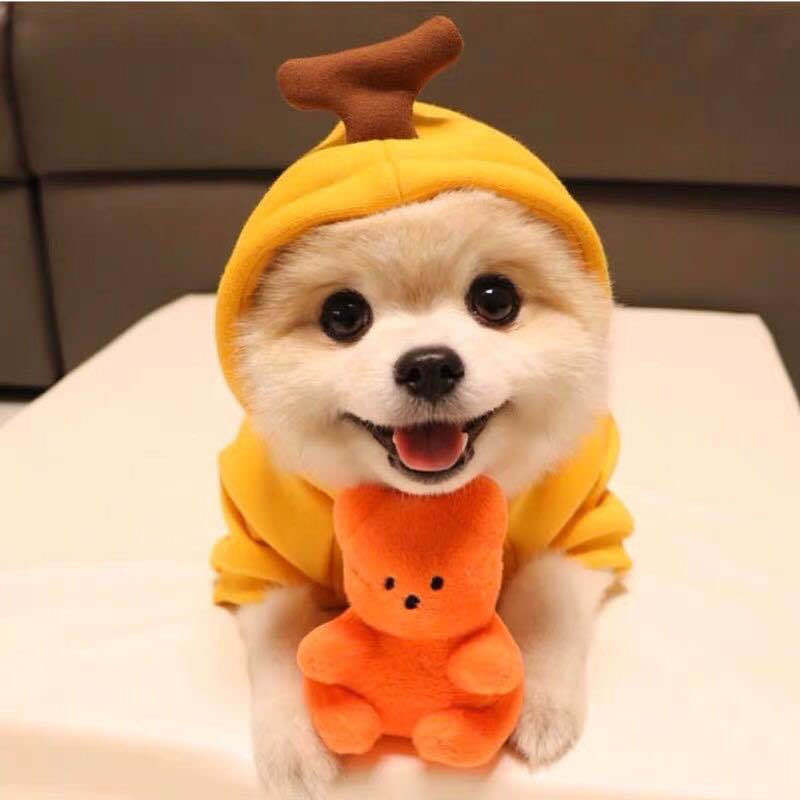 Cute Dog Clothes
