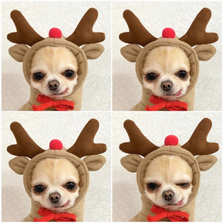 Cute Dog Clothes
